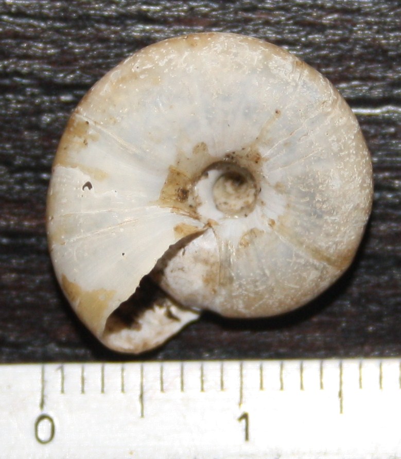 Oxychilus sp.?